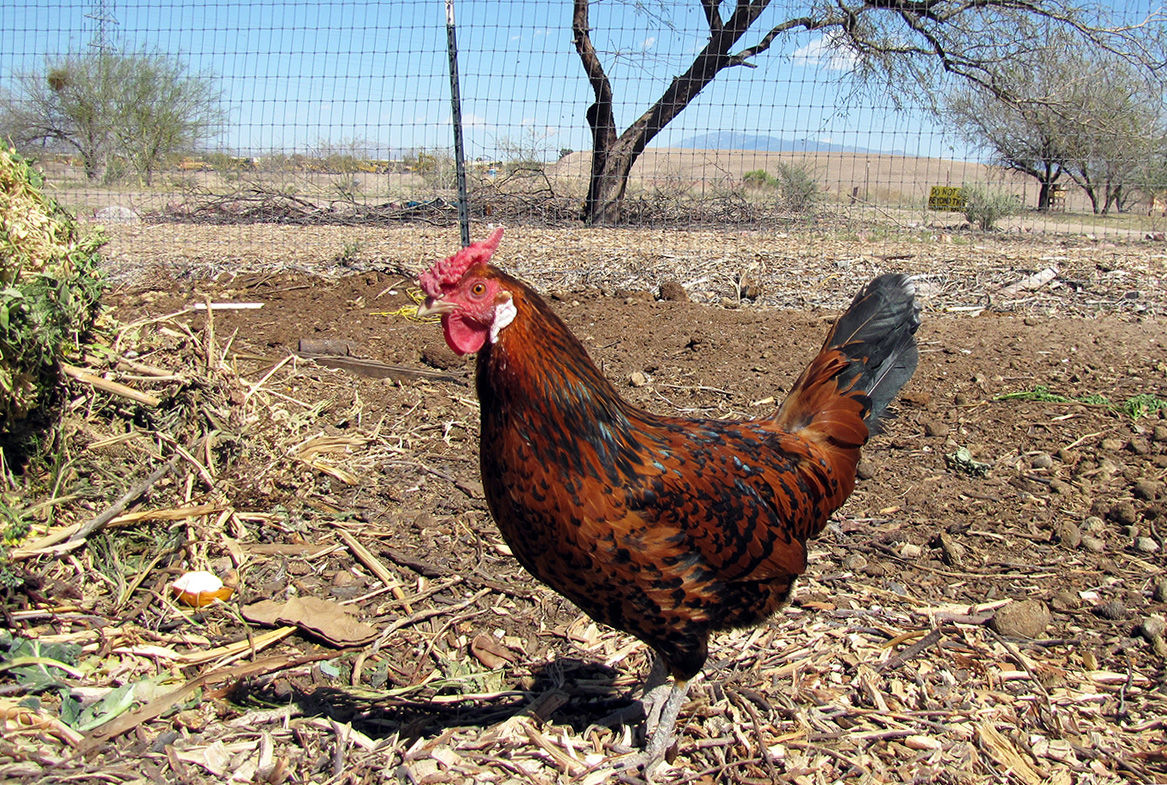 Lucky Rhode Island Red